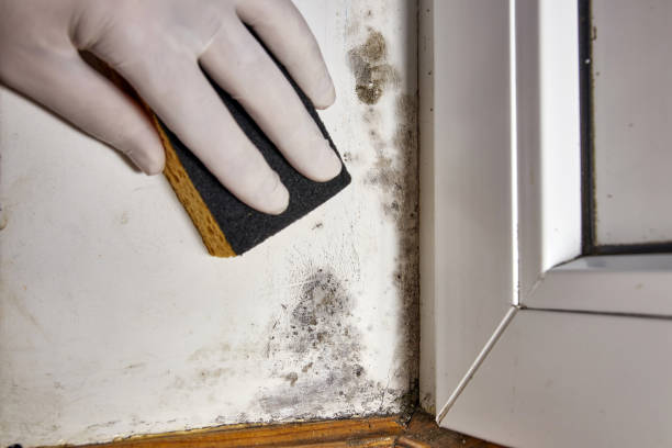 Mold Remediation for Vacation Homes in Mountville, PA